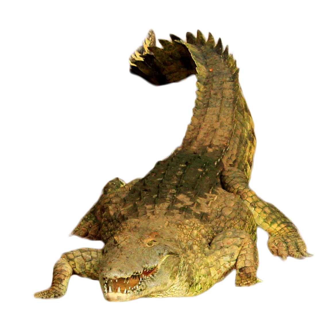 Crocodile PNG HD Quality
