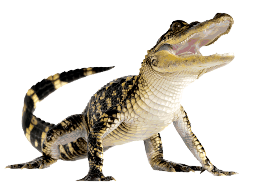 Crocodile PNG Images HD