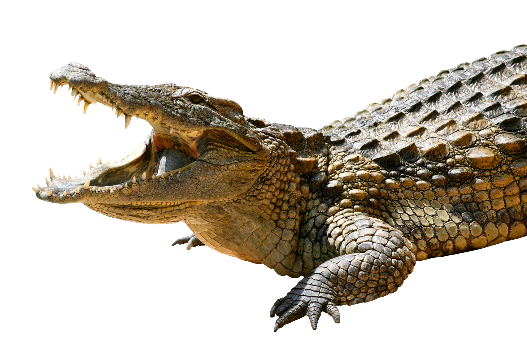Crocodile PNG Pic Background