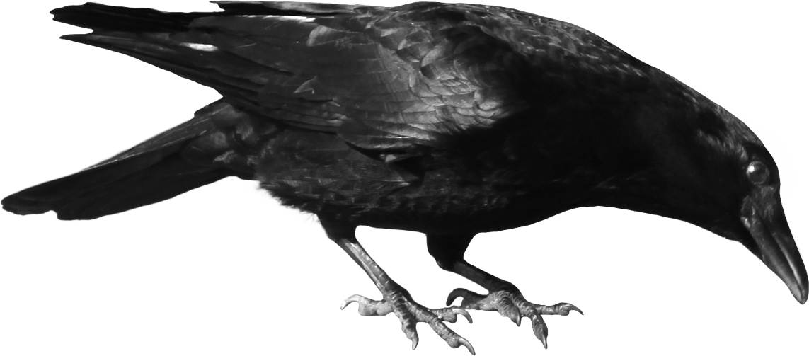 Crows Download Free PNG
