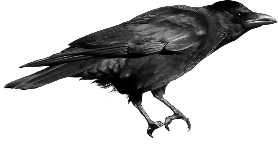 Crows PNG Free File Download