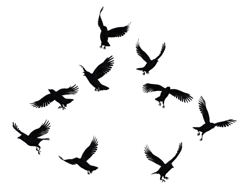Crows PNG Photo Image