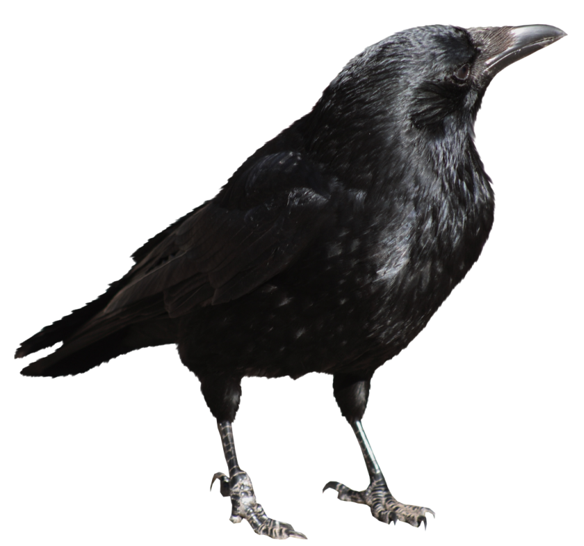 Crows Transparent PNG