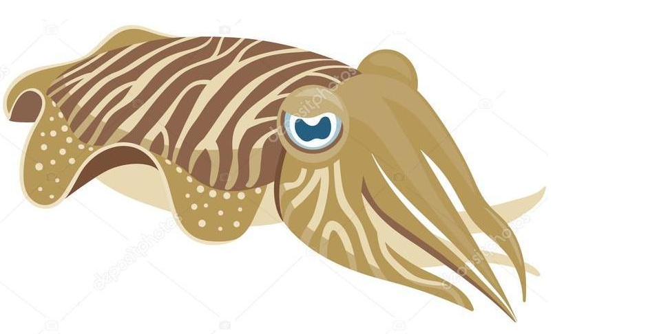 Cuttlefishes PNG Pic Background