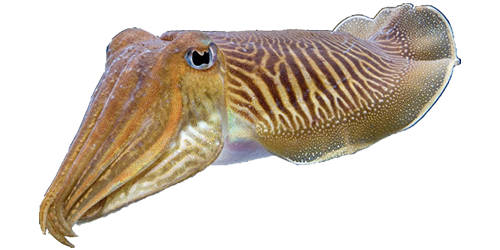 Cuttlefishes Transparent Image