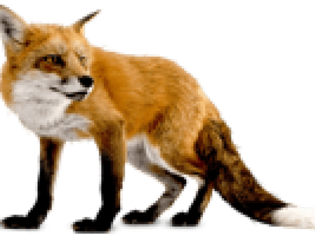 Dhole Background PNG Image