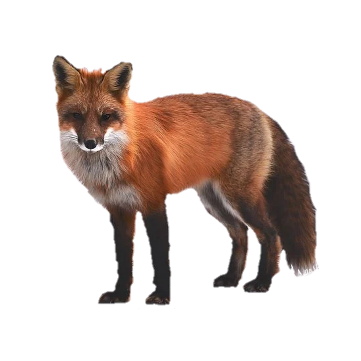 Dhole Background PNG