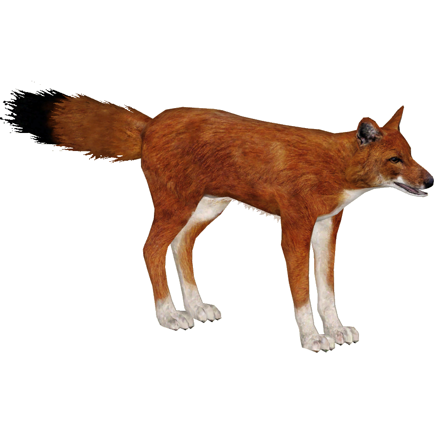 Dhole Free PNG