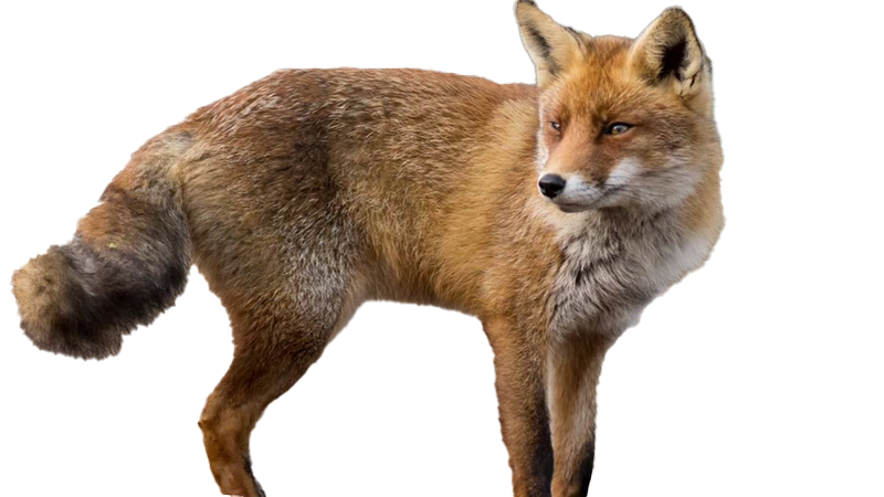 Dhole PNG Background