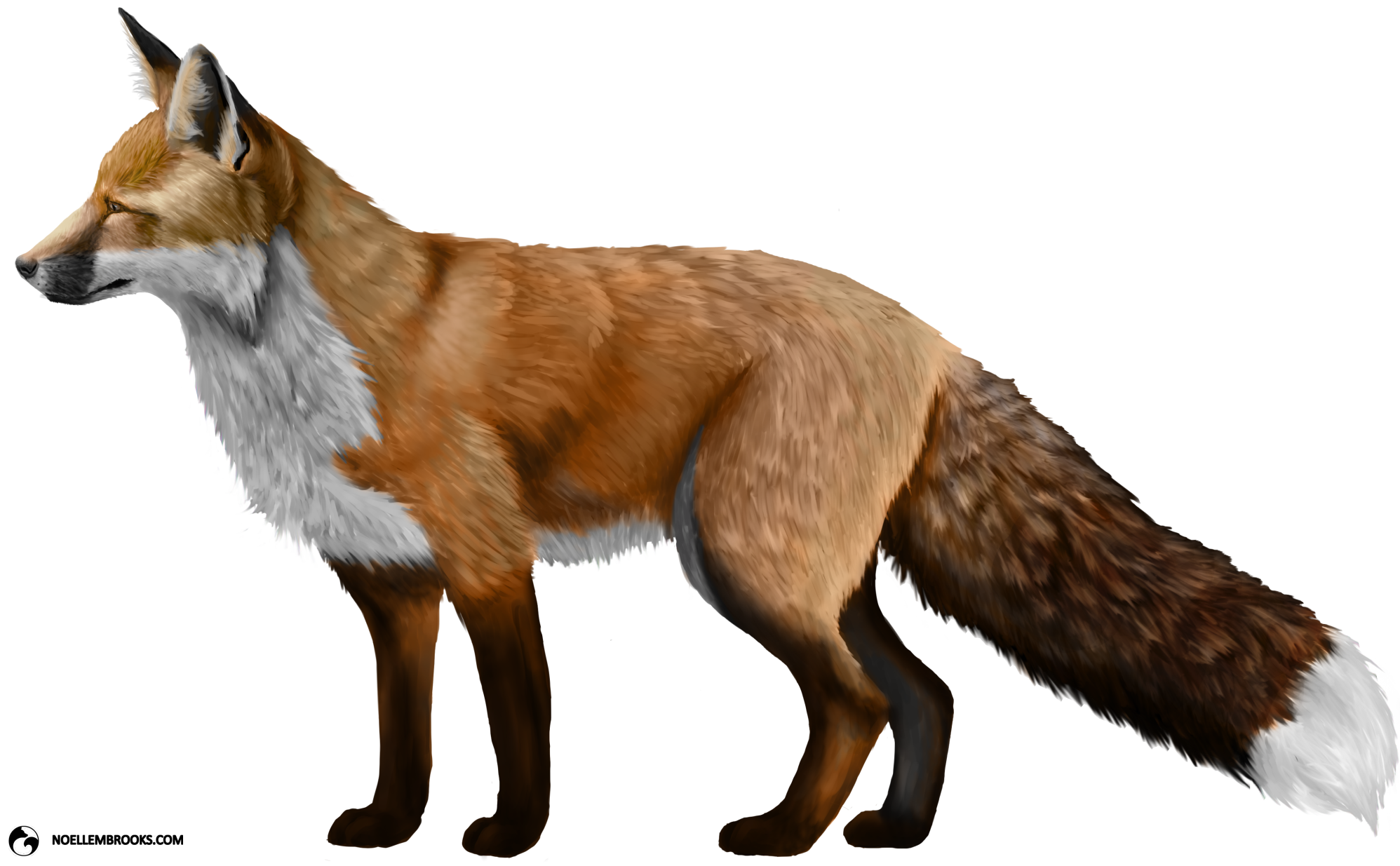 Dhole PNG HD Quality