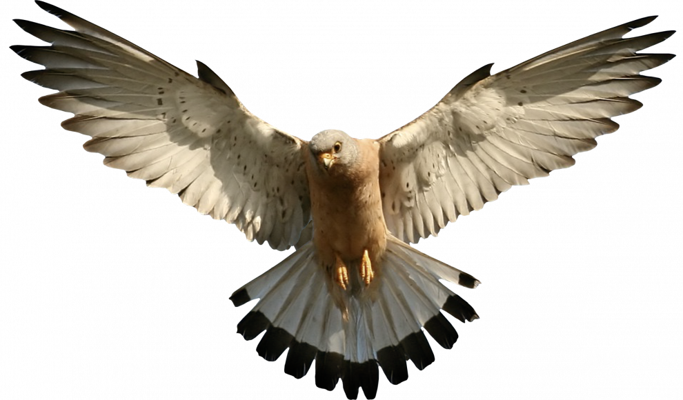 Dove Background PNG Image