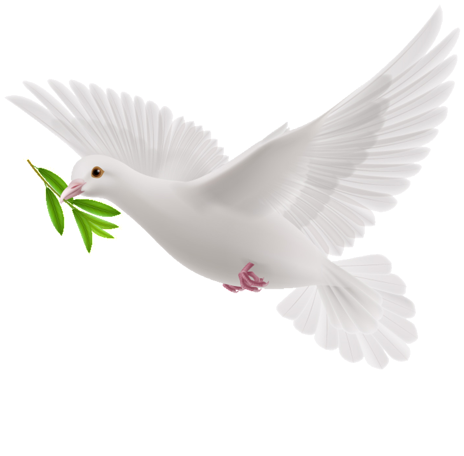 Dove Background PNG