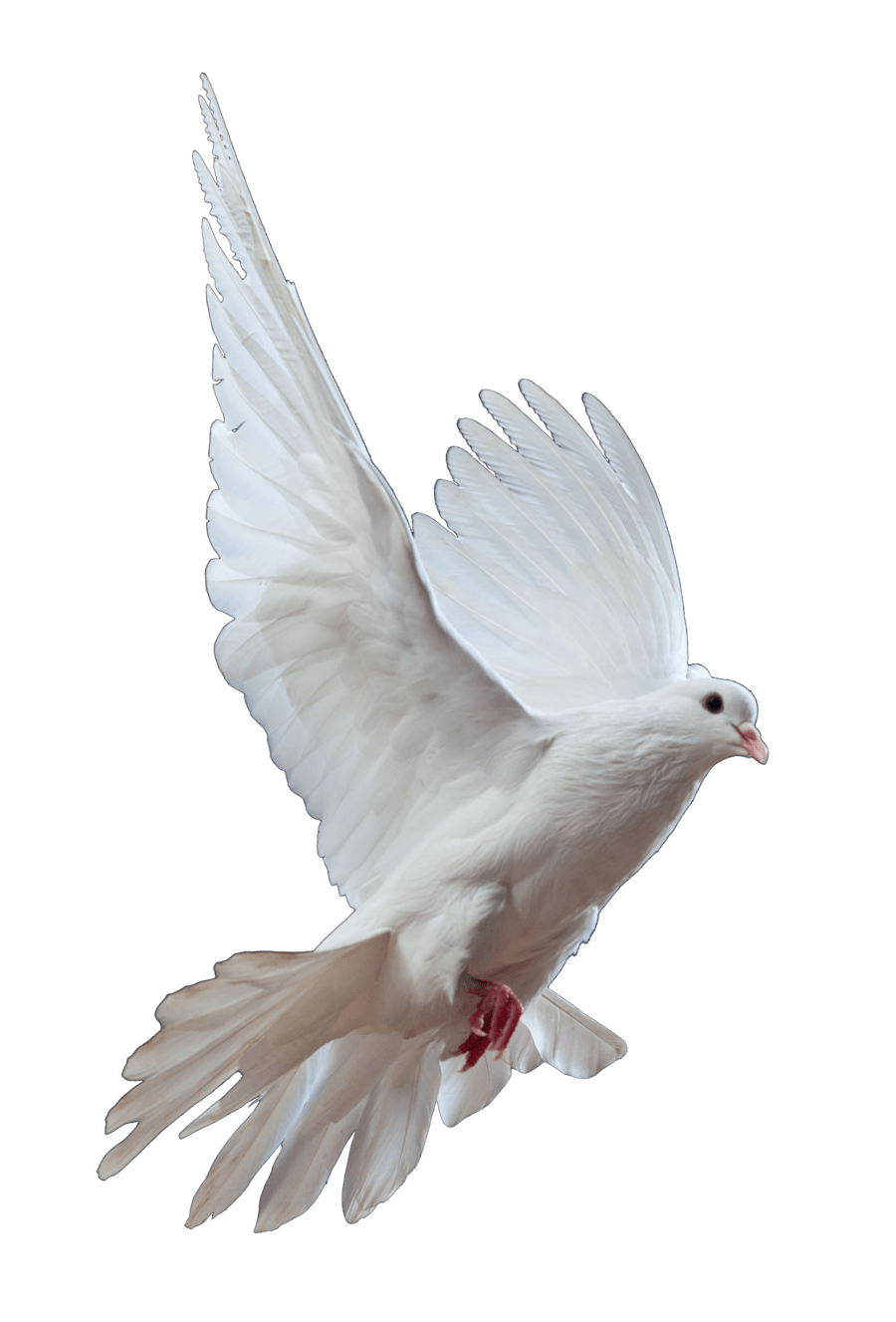 Dove Png Images Transparent Background Png Play