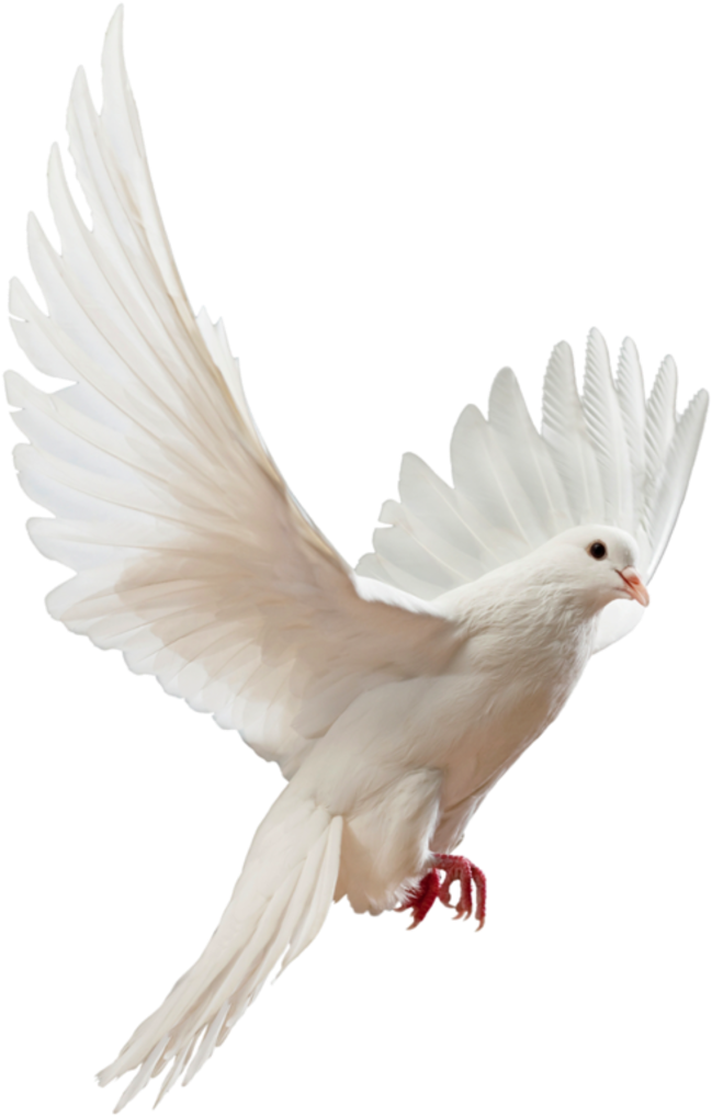 Dove PNG HD Quality