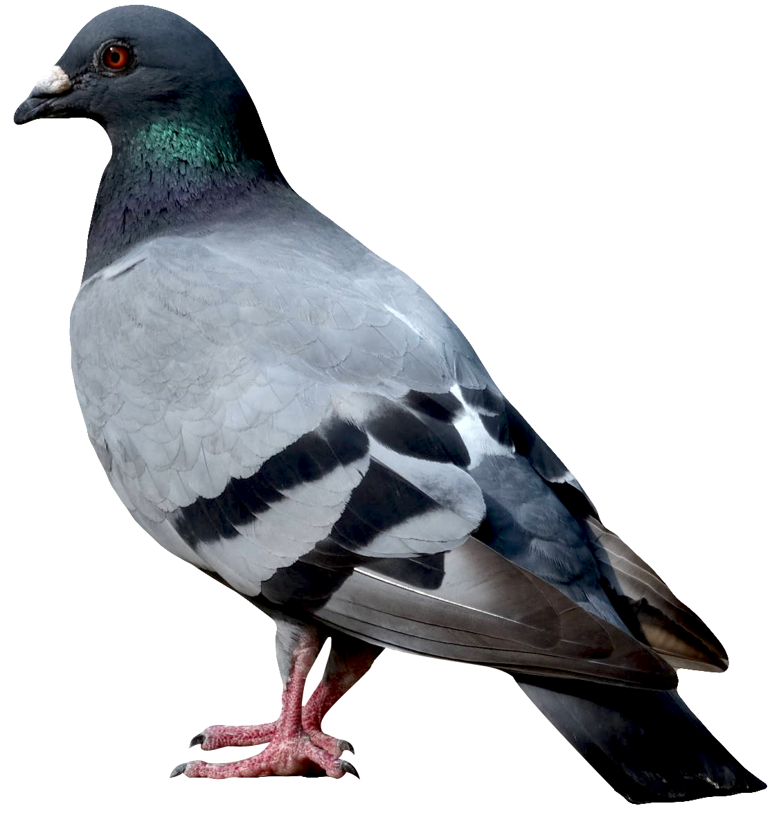 Dove PNG Pic Background | PNG Play