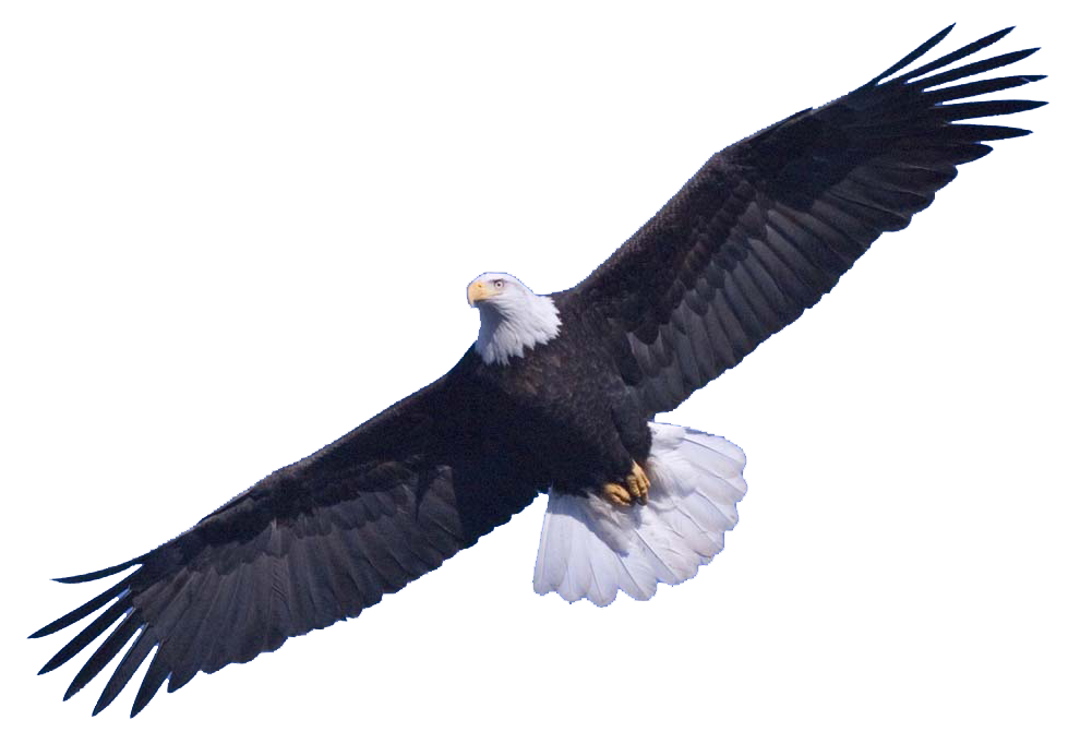 Eagles PNG Clipart Background