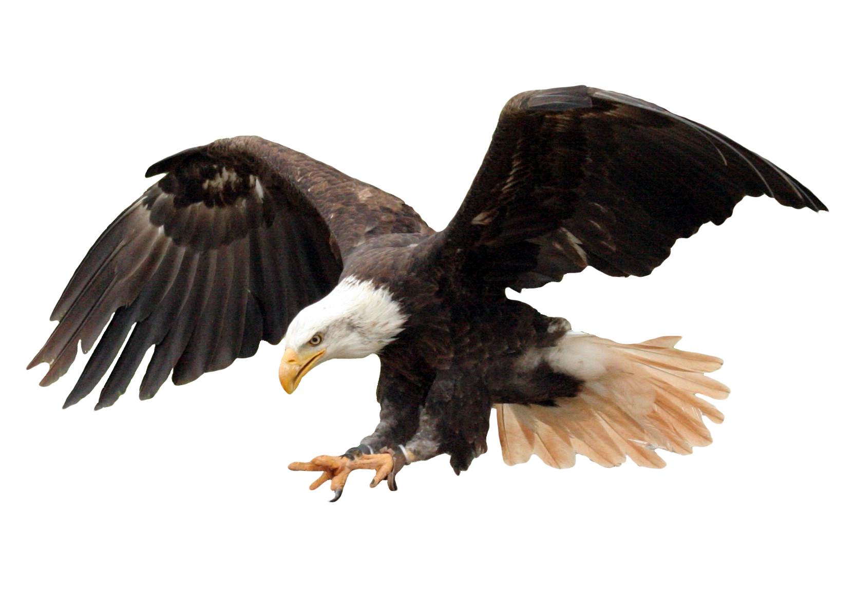 Eagles Transparent Free PNG