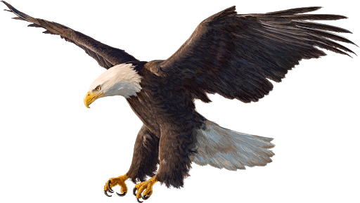 Eagles Transparent Image