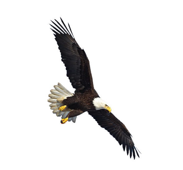 Eagles Transparent Images