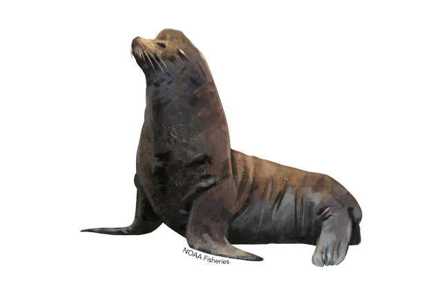 Eared Seals Background PNG Image