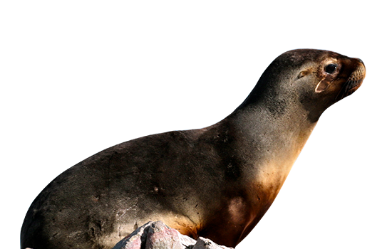 Eared Seals Background PNG