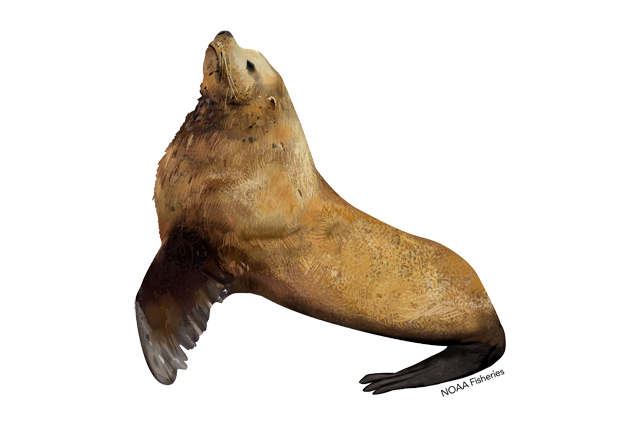 Eared Seals Download Free PNG