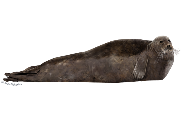 Eared Seals PNG HD Quality