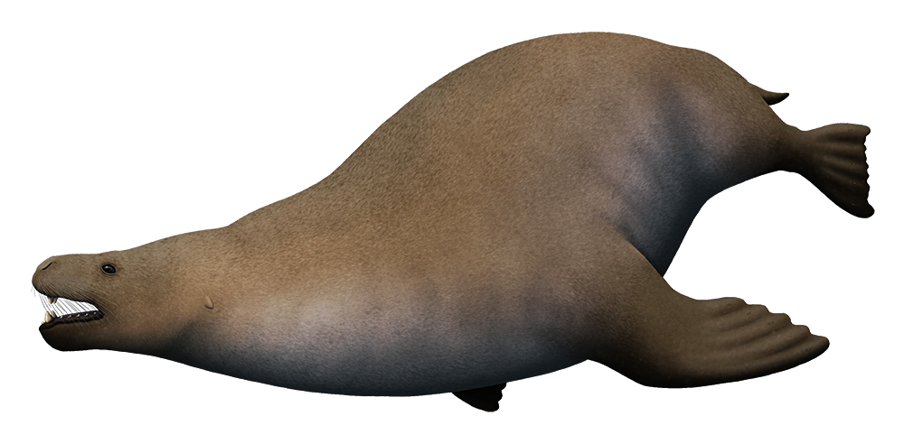 Eared Seals PNG Photo Image
