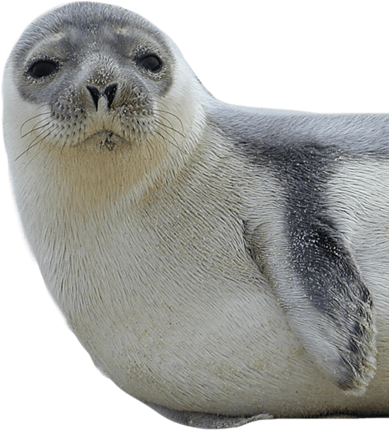 Eared Seals PNG Photos