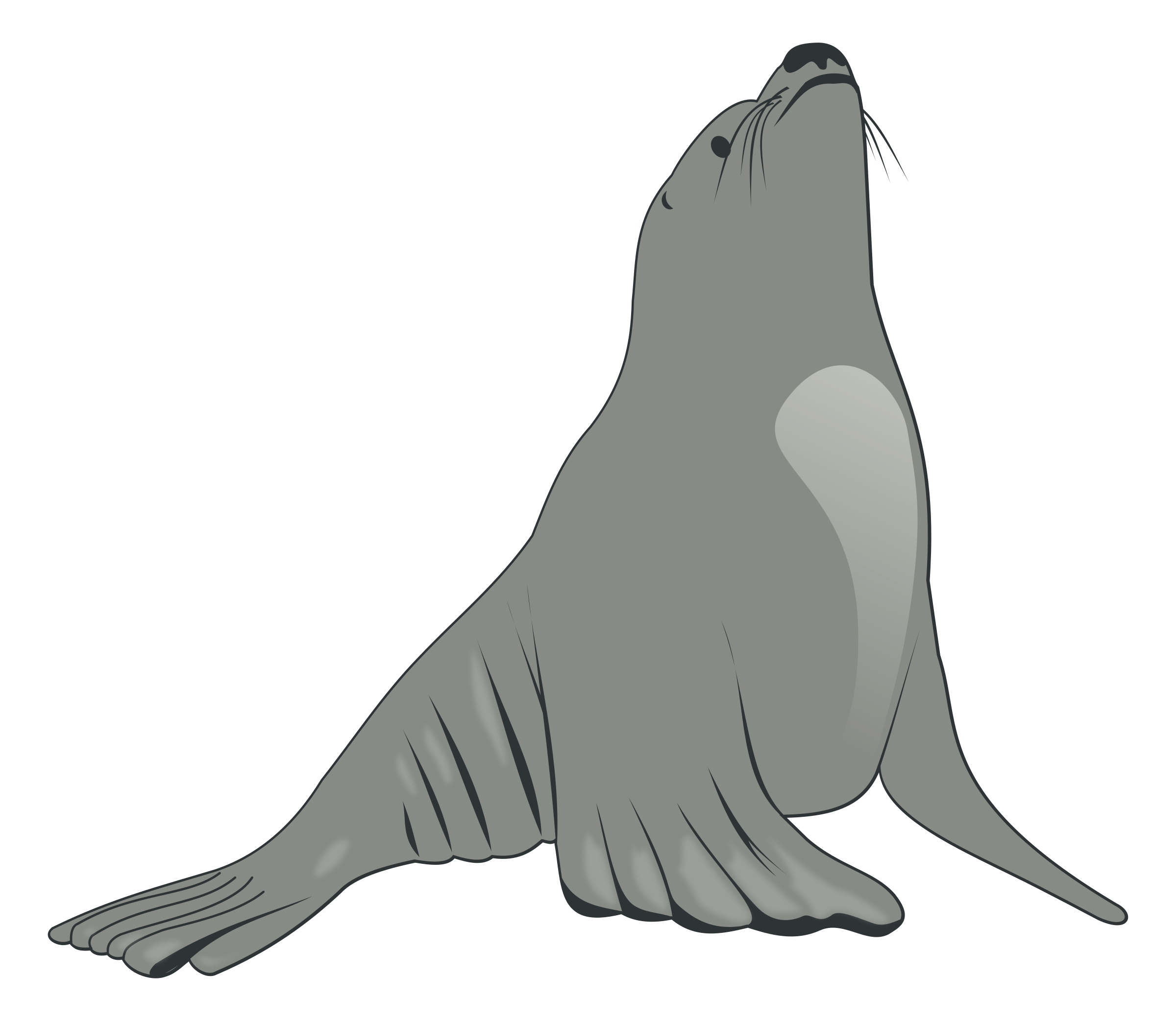 Eared Seals PNG Pic Background