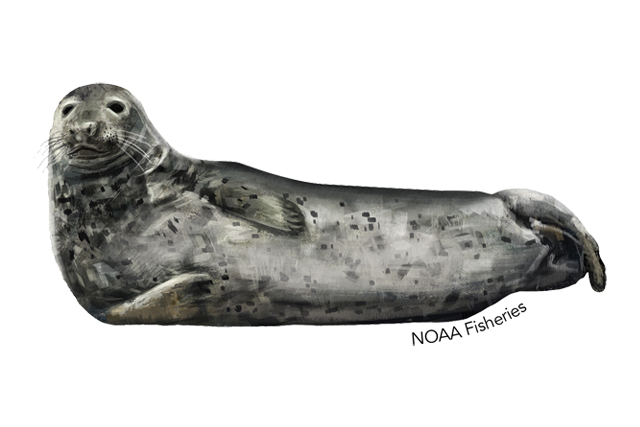 Eared Seals Transparent Background