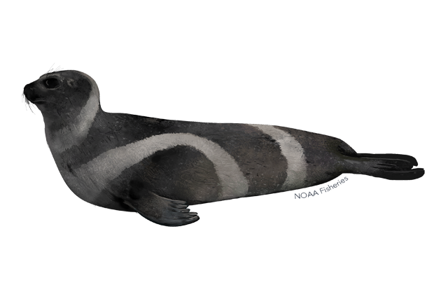 Eared Seals Transparent Free PNG