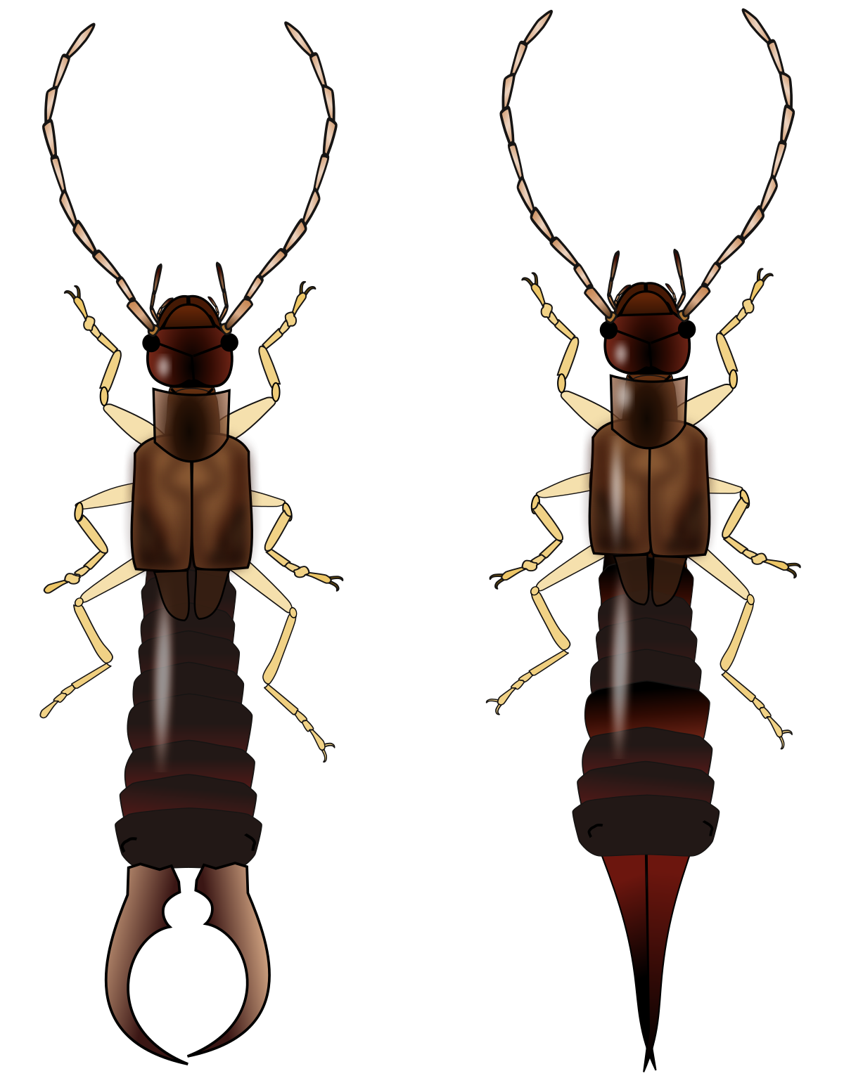 Earwig PNG Clipart Background