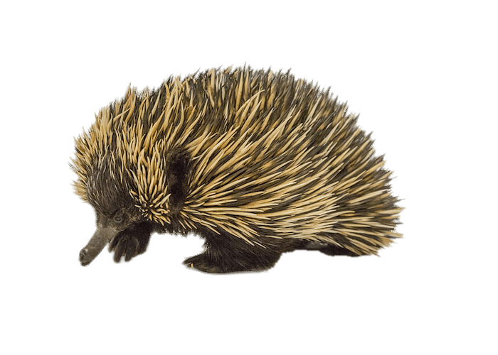 Echidna Background PNG Image