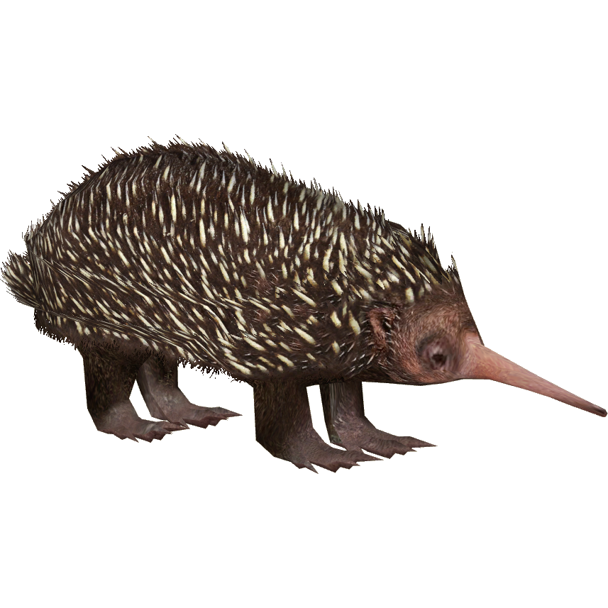 Echidna Download Free PNG