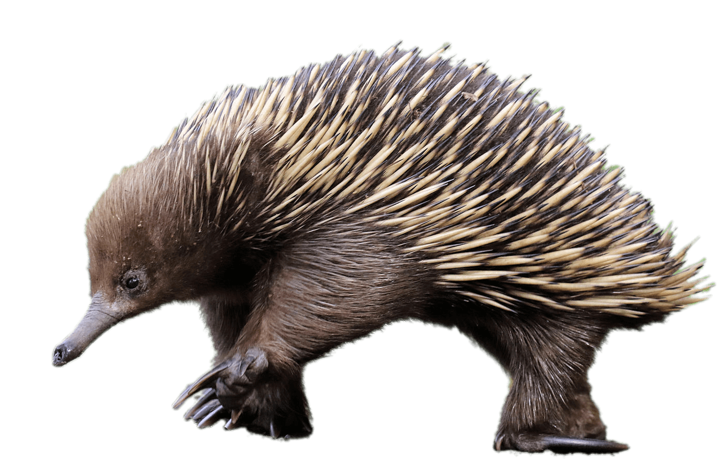 Echidna PNG Clipart Background