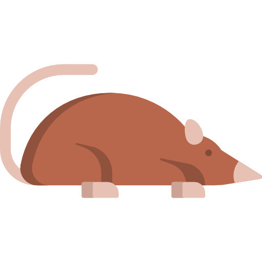 Elephant Shrew PNG Clipart Background