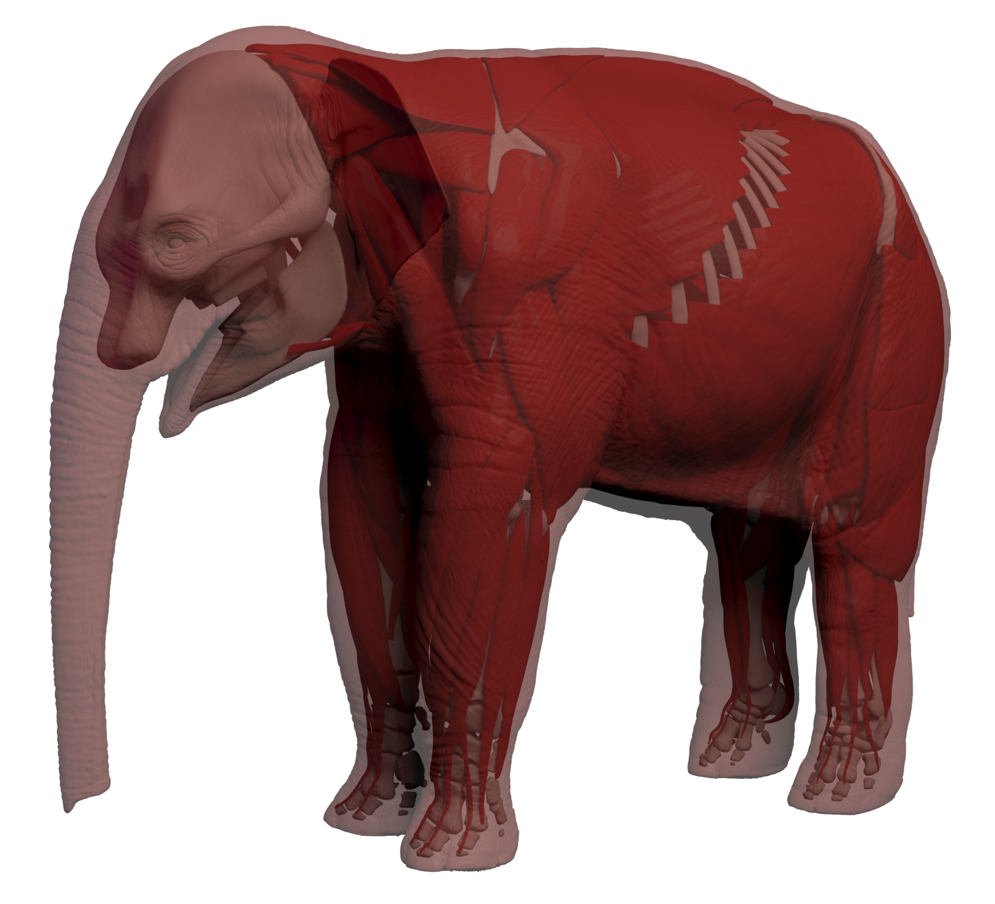 Elephant Shrew Transparent Image
