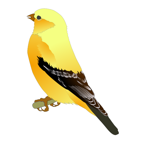Finches Background PNG Image