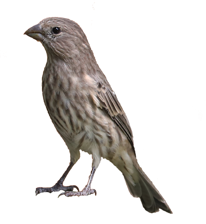Finches Background PNG