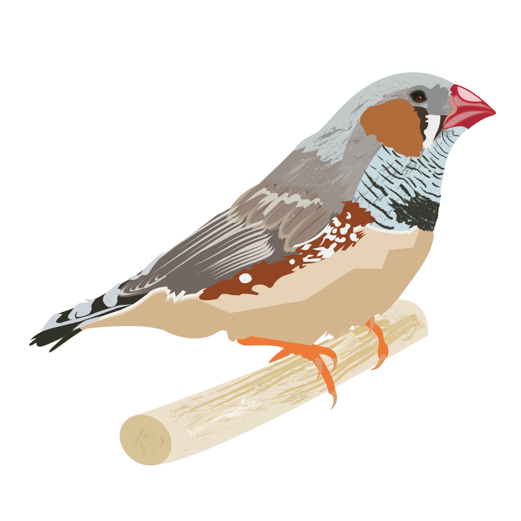 Finches PNG HD Quality