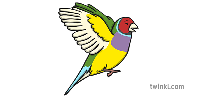 Finches PNG Photo Image