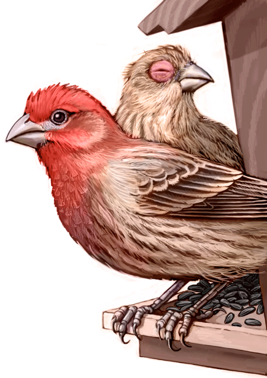 Finches PNG Pic Background