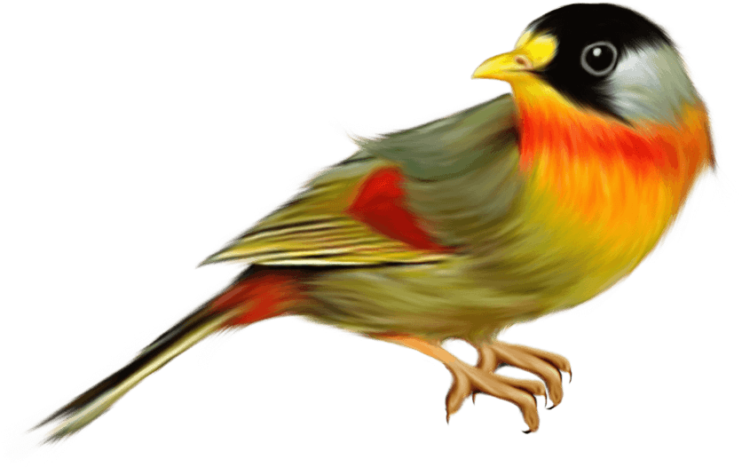 Finches Transparent Free PNG