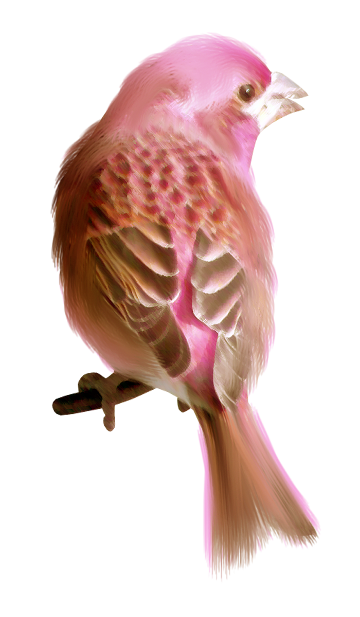 Finches Transparent Images