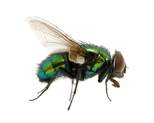 Fly Insect PNG Background