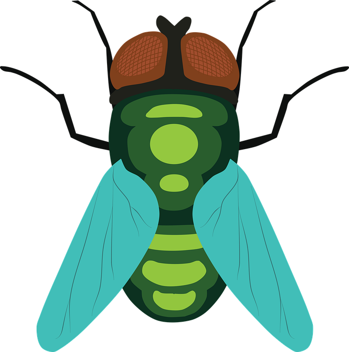 Fly Insect PNG Free File Download