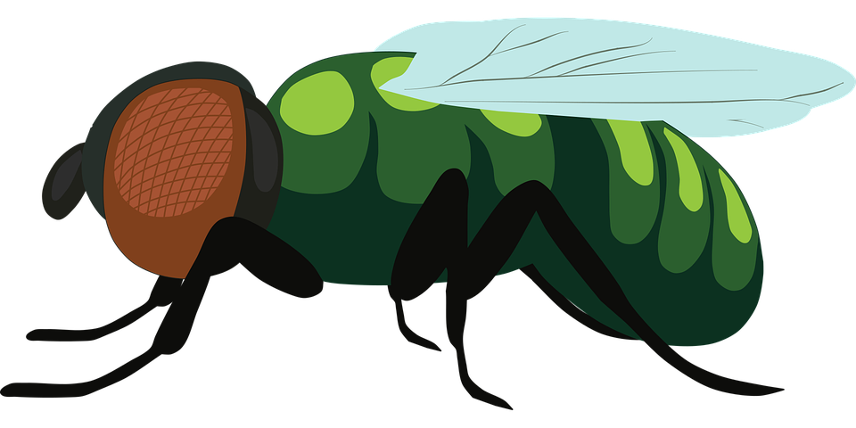 Fly Insect PNG Images HD