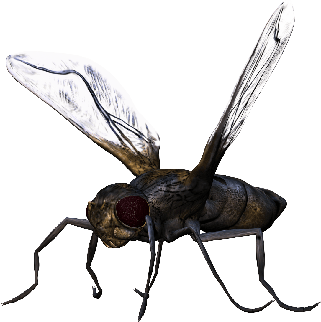 Fly Insect Transparent Background