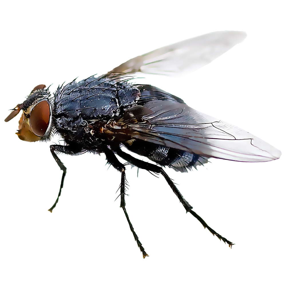 Fly Insect Transparent Image